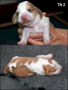 38289083_10156868019391435_807070783514869760_n