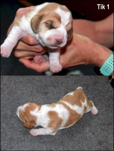 38404627_10156868019386435_7853427020192022528_n