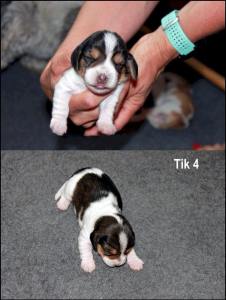 38471711_10156868019536435_6742305305540952064_n